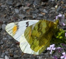 Wildlife of Almería